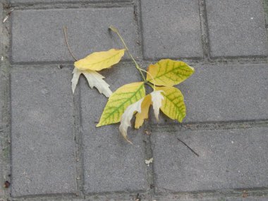 Sonbahar park ağaçlar ve bitkiler