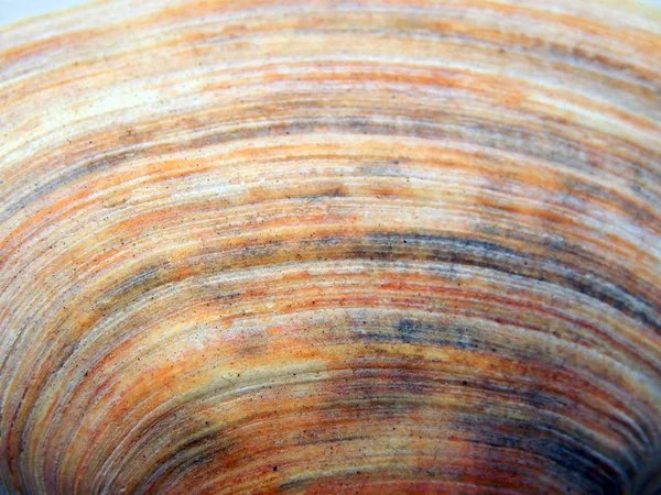 Texture Coquille Océanique — Photo