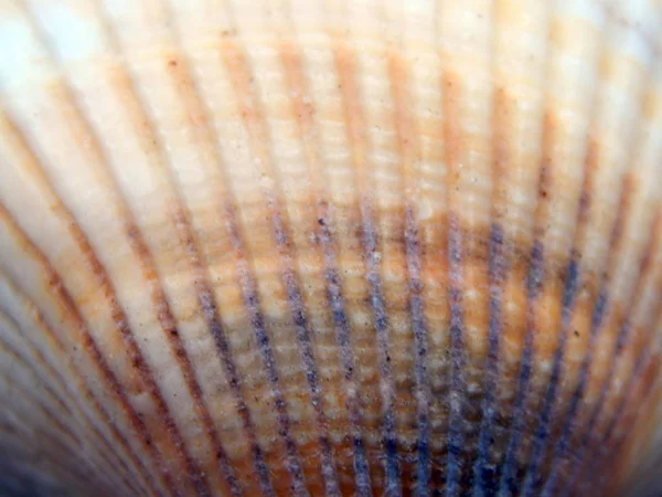 Texture Della Conchiglia Dell Oceano — Foto Stock