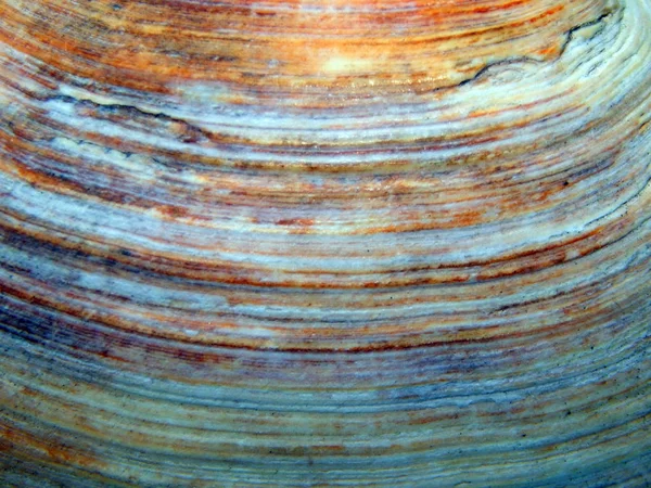 Textura de la cáscara del mar —  Fotos de Stock