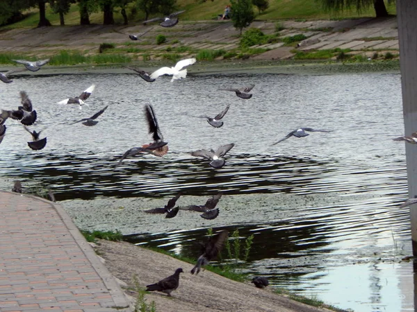 Tauben Rudel Fressen Ufer Des Flusses — Stockfoto