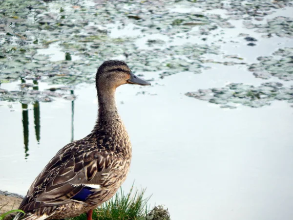 Les Canards Nagent Été Long Rivière Sur Eau — Photo