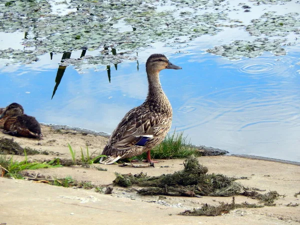 Enten Schwimmen Sommer Entlang Des Flusses Auf Dem Wasser — Stockfoto