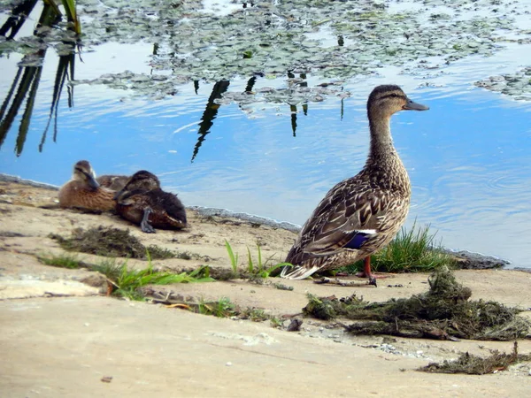 Ducks Swim Summer River Water — Stock Photo, Image