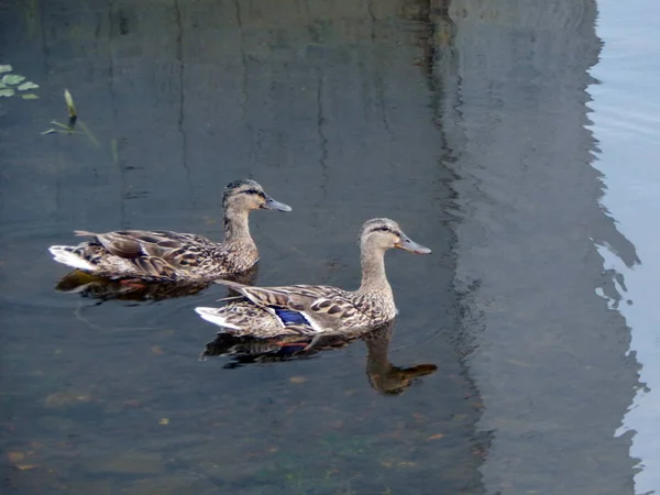 Los Patos Nadan Verano Largo Del Río Agua — Foto de Stock