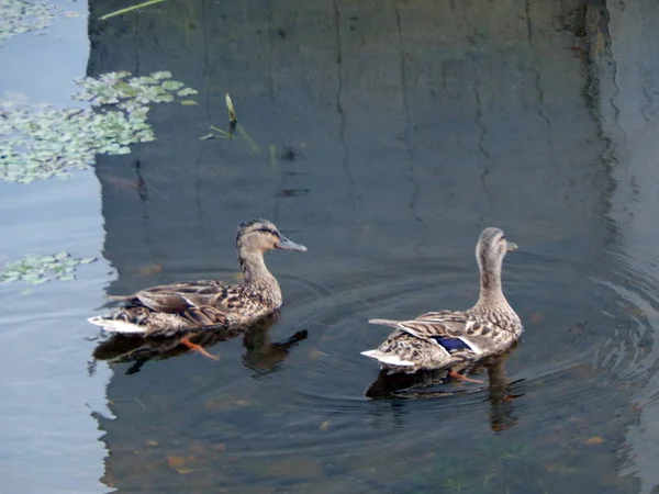 Enten Schwimmen Sommer Entlang Des Flusses Auf Dem Wasser — Stockfoto