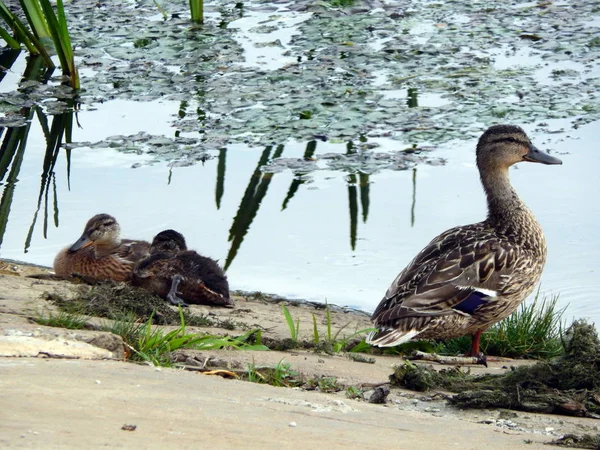 Los Patos Nadan Verano Largo Del Río Agua —  Fotos de Stock