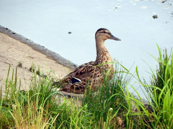 Los Patos Nadan Verano Largo Del Río Agua — Foto de Stock