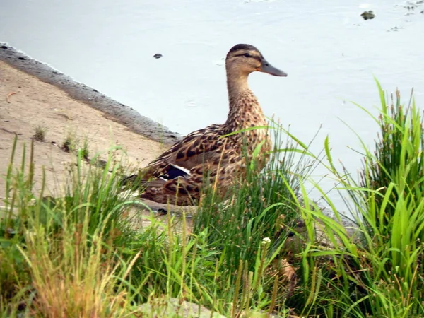 Les Canards Nagent Été Long Rivière Sur Eau — Photo