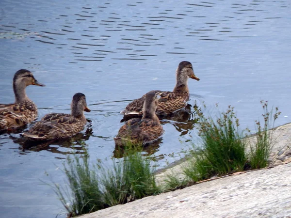 Enten Schwimmen Sommer Entlang Des Flusses Auf Dem Wasser — Stockfoto