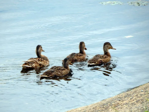 Los Patos Nadan Verano Largo Del Río Agua — Foto de Stock