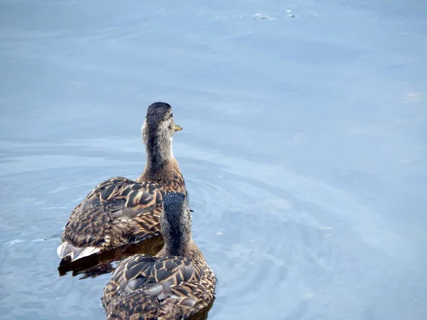 Enten Schwimmen Sommer Entlang Des Flusses Auf Dem Wasser — Stockfoto