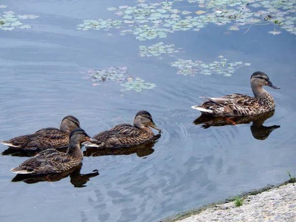 Enten Schwimmen Sommer Entlang Des Flusses Auf Dem Wasser — Stockfoto