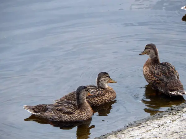 Los Patos Nadan Verano Largo Del Río Agua — Foto de Stock