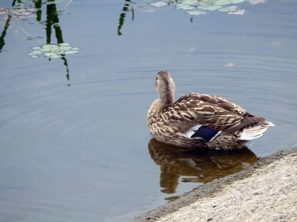 Les Canards Nagent Été Long Rivière Sur Eau — Photo