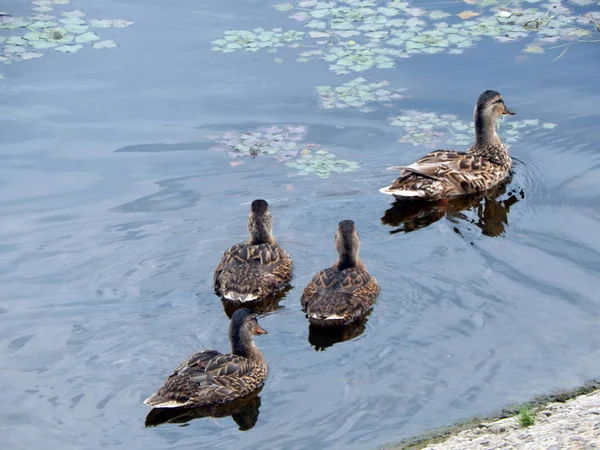 Enten Schwimmen Sommer Entlang Des Flusses Auf Dem Wasser — Stockfoto