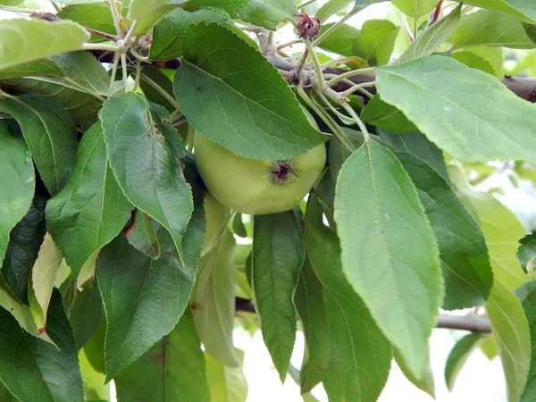 Fruitteelt Vruchten Van Boom Verviel — Stockfoto