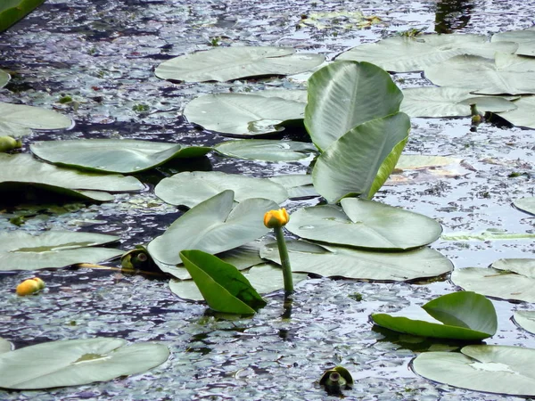 Textura Hierba Flores Orilla Del Río — Foto de Stock