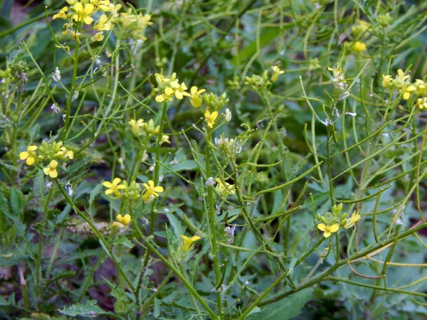 Textura Hierba Flores Orilla Del Río —  Fotos de Stock