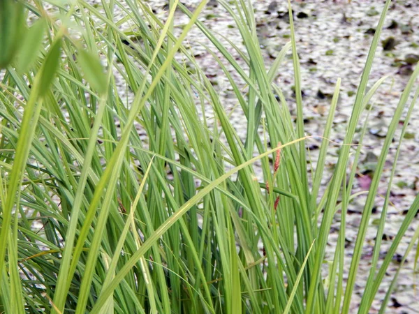 Textuur Van Gras Bloemen Aan Rivieroever — Stockfoto