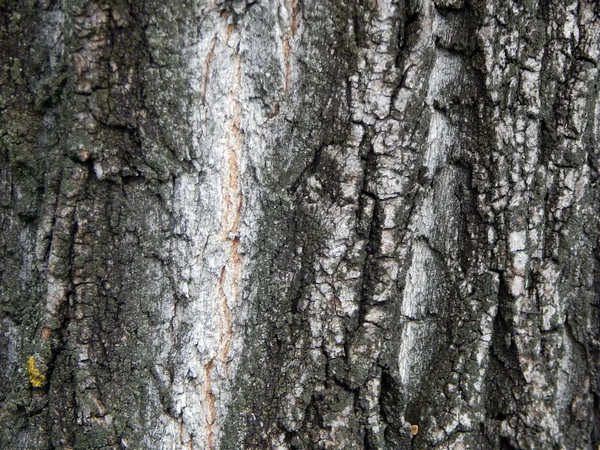 Texture Bark Old Fruit Tree — Stock Photo, Image