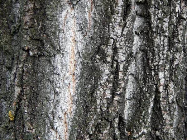 Tree bark screensaver Stock Photos, Royalty Free Tree bark screensaver