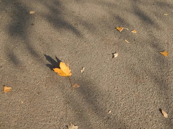 Autumn City Yellow Leaves Park — Stock Photo, Image