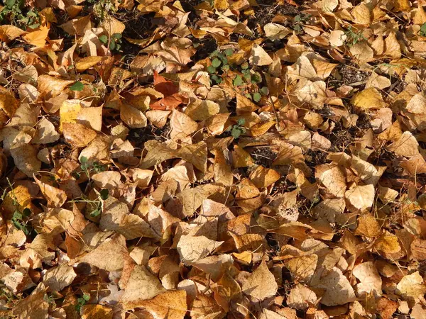 Herfstbladeren Stad Geel Het Park — Stockfoto