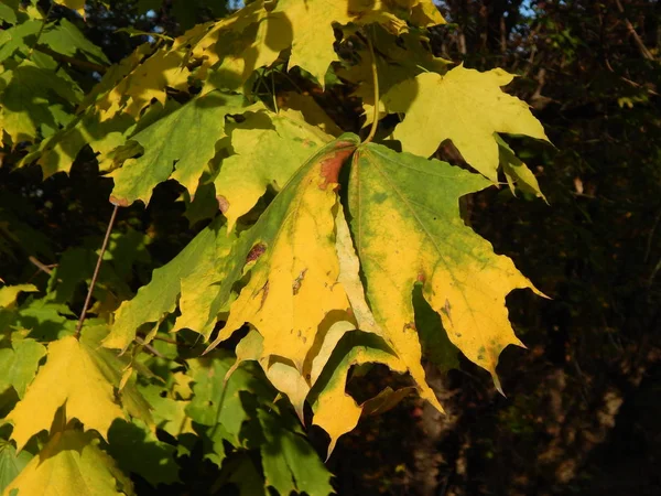 Automne Dans Ville Jaune Quitte Parc — Photo