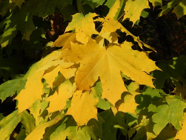 紅葉公園都市黄色で — ストック写真