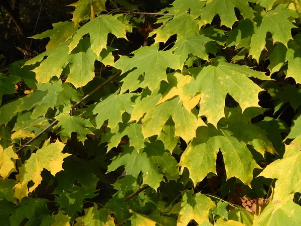Autumn City Yellow Leaves Park — Stock Photo, Image