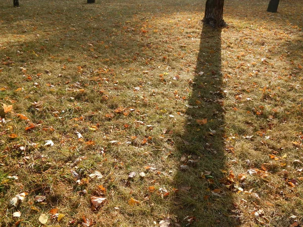 Herfstbladeren Stad Geel Het Park — Stockfoto