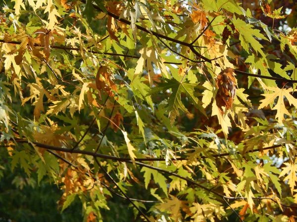 紅葉公園都市黄色で — ストック写真