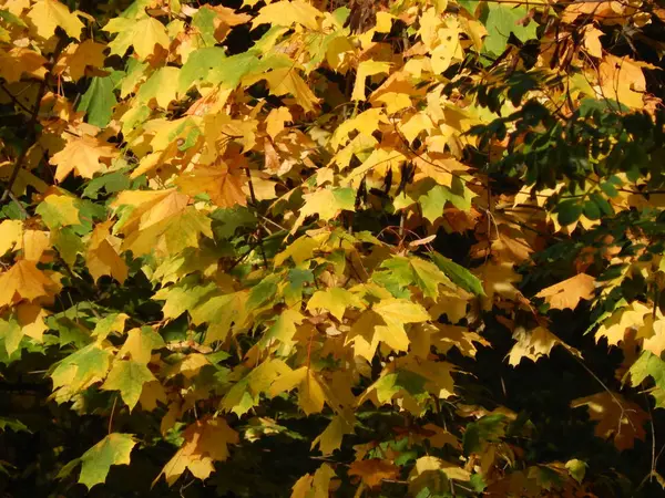 Φύλλα Του Φθινοπώρου Στο Κίτρινο Πόλη Στο Πάρκο — Φωτογραφία Αρχείου