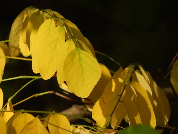 Podzim Městě Žluté Listy Park — Stock fotografie