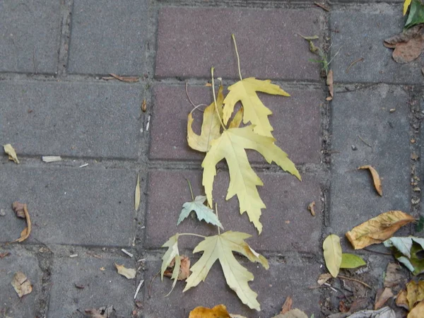 秋天公园树和植物 — 图库照片