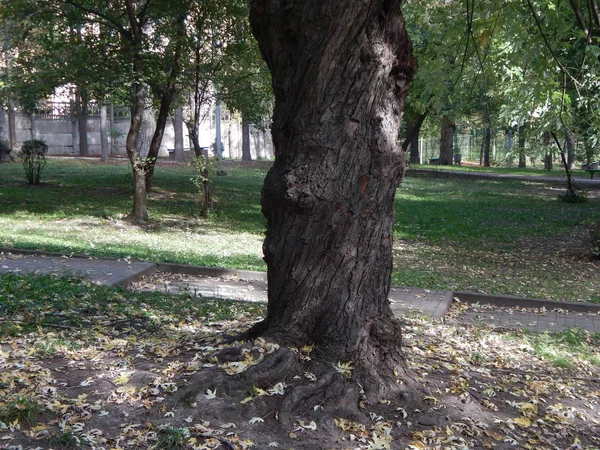 Herfst Park Bomen Planten — Stockfoto