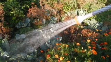 Bahçeyi hortumla sulamak.  