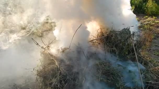 Le feu brûle les brindilles et le bois   