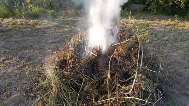 Vuur Vuur Verbrandt Twijgen Hout — Stockvideo