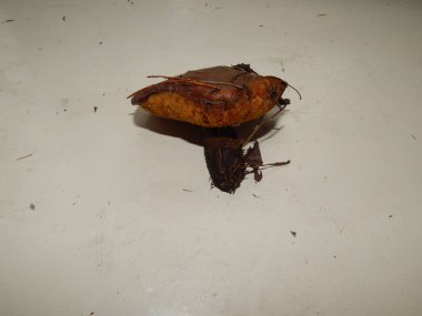 Doğa, Natürmort Tebrikler çerçeve için unsurları