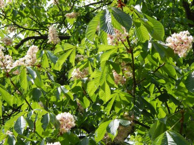 Bitki ve Bahçe çiçek dikim tarım