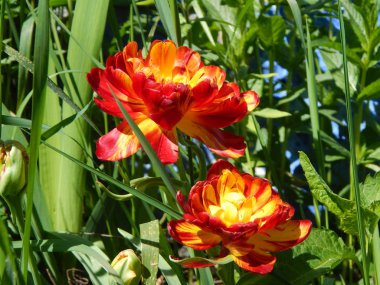 Marigold flowers bloomed in the spring in the garden