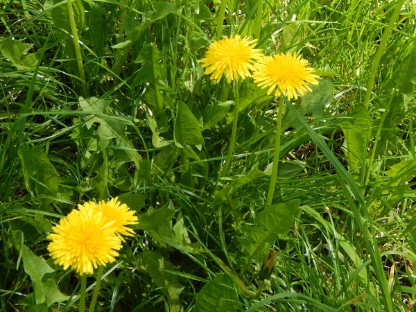 Jordbruk Plantera Växter Och Trädgård Blommor — Stockfoto