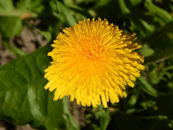 Fleurs Marguerite Jaune Fleuri Printemps Dans Jardin — Photo