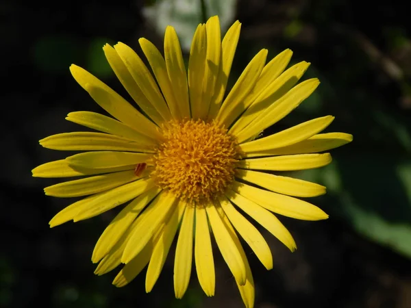 Yellow Daisy Flowers Bloomed Spring Garden — Stock Photo, Image