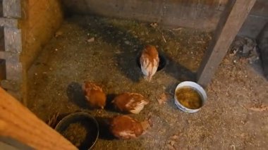 Tavuk rush besleme onları çiftlikte