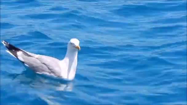 Gaviota Balancea Sobre Las Olas Mar Mediterráneo — Vídeo de stock