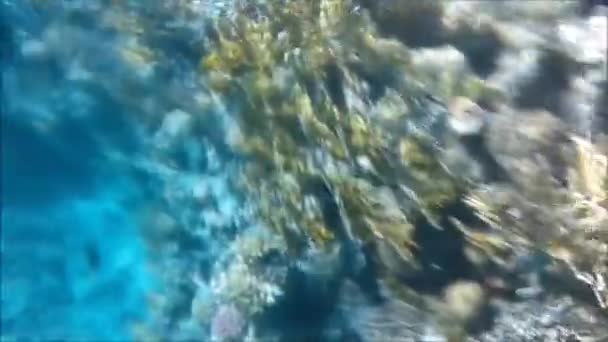 Plongée sur un récif corallien en Egypte, Charm el-Cheikh 