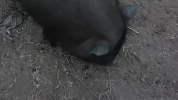 Les porcs paissent à la ferme en les nourrissant 